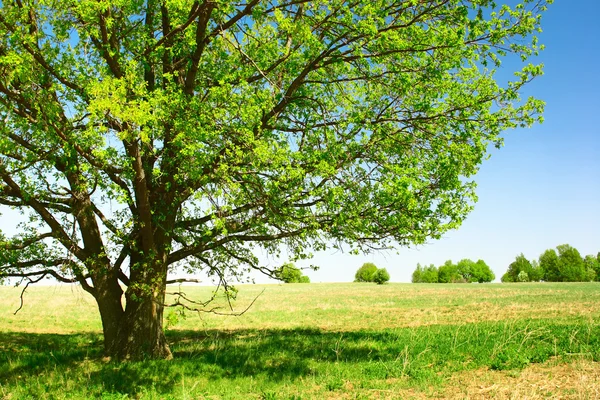 Träd — Stockfoto