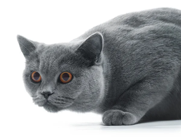 Cat — Stock Photo, Image