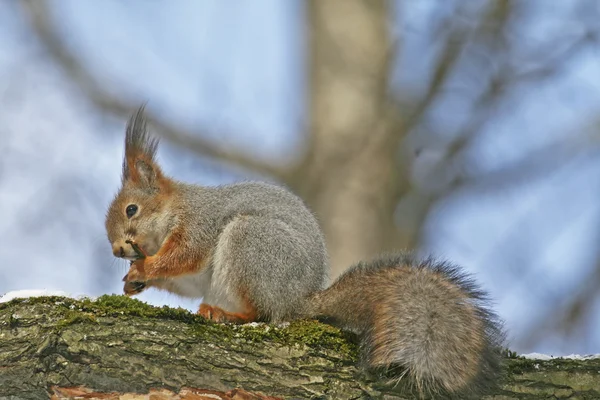 O esquilo em uma árvore — Fotografia de Stock