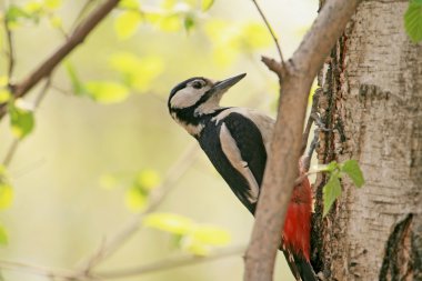 büyük benekli woodp Dendrocopos major