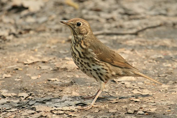 stock image Turdus philomelos Song Thrush