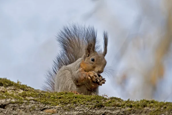 O esquilo em uma árvore — Fotografia de Stock