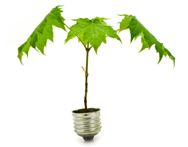 Зелене дерево як екологічна енергія — стокове фото