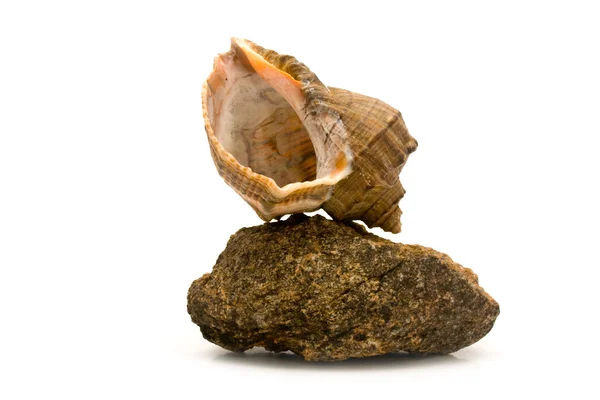 Камень и петушок — стоковое фото