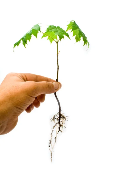 Groene boom in een hand — Stockfoto