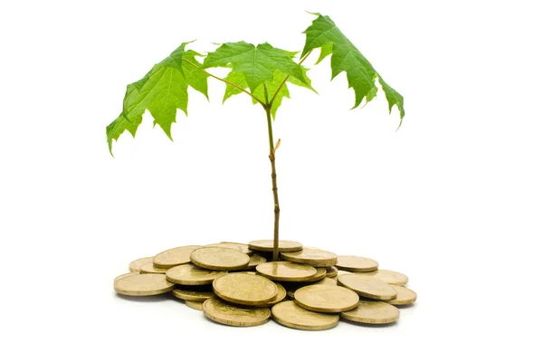 stock image Coins and plant on a white background