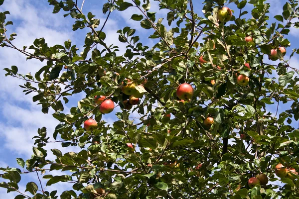 Elma ağacı dalı — Stok fotoğraf