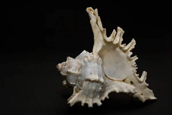 白いザルガイの殻 — ストック写真