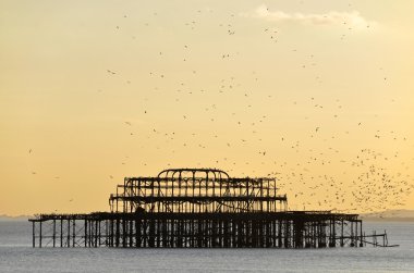 bir sürü martı yukarıda eski brighton