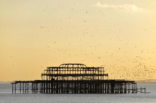 A flock of gulls above the old Brighton — Stock Photo, Image