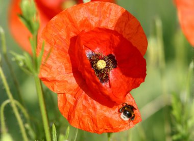 Coquelicot_1