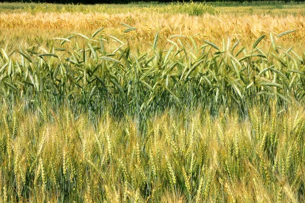 Yaz aylarında olgun buğday — Stok fotoğraf