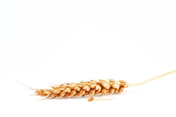 Wheat and grain — Stock Photo, Image