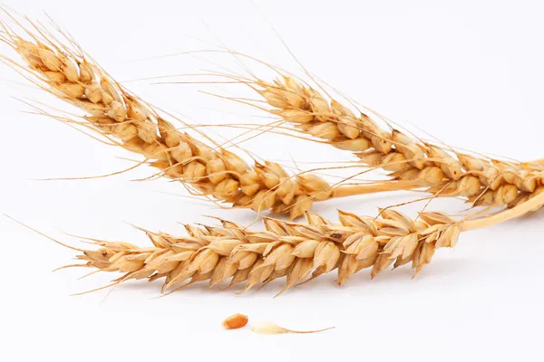 Weizen und Getreide — Stockfoto