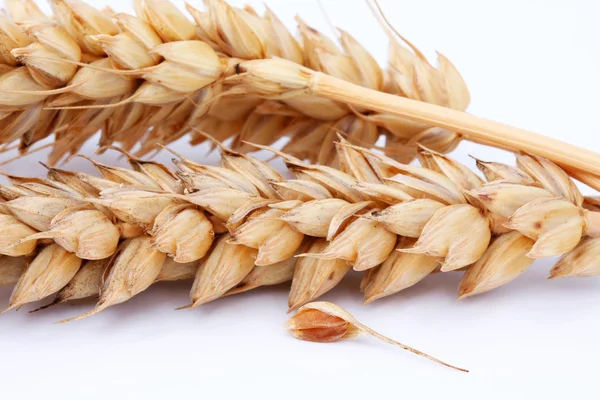 Buğday ve buğday — Stok fotoğraf