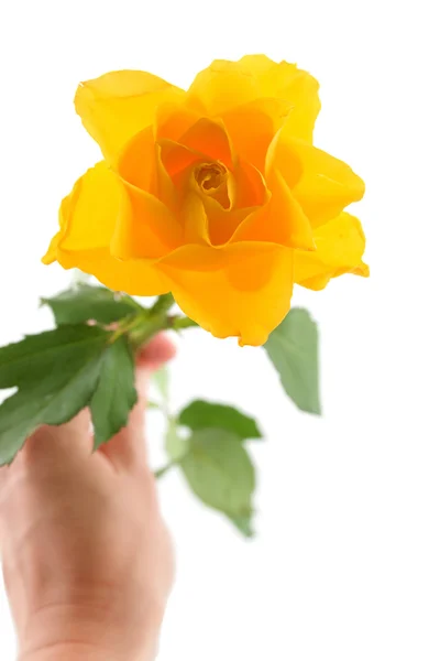 黄玫瑰 免版税图库照片