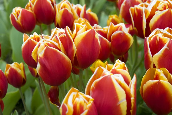 Tulpen. —  Fotos de Stock