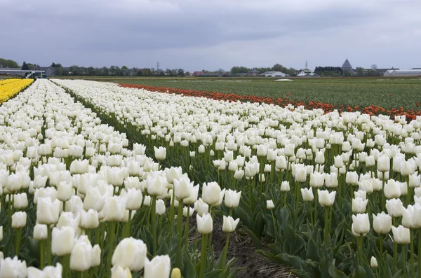 Campo de flores com tulipas Fotos De Bancos De Imagens Sem Royalties