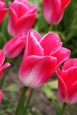 Tullips Fosterianatulpen