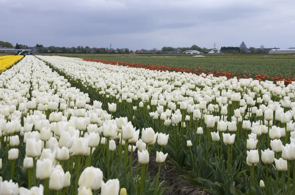 Campo de flores con tulipanes —  Fotos de Stock