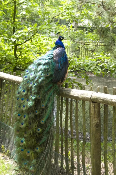 A peacock — Stock Photo, Image