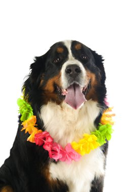 Derma dekorasyonu ile köpek