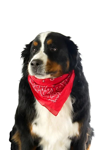 Dog with a red handkerchief — Stock Photo, Image