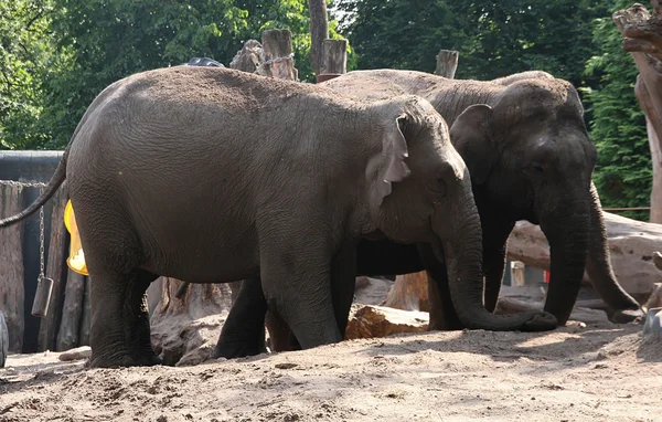 stock image Elephants