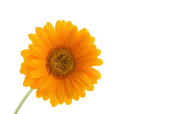 stock image Sunflower