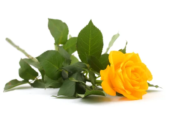 Żółta róża Obraz Stockowy