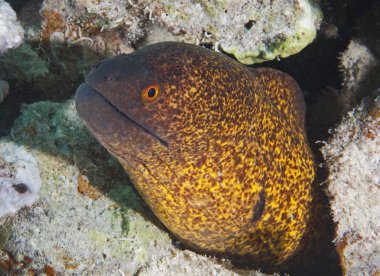 Yellow-edged moray eel clipart