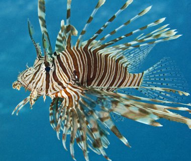 Red Sea lionfish clipart