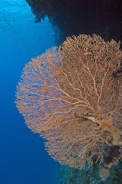 gorgonian fan bir duvara mercan