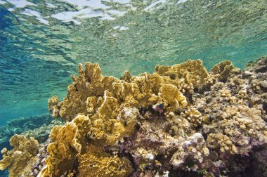 Hard corals near the surface on a reef clipart