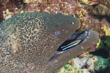 Gisnt moray eel with cleaner wrasse clipart