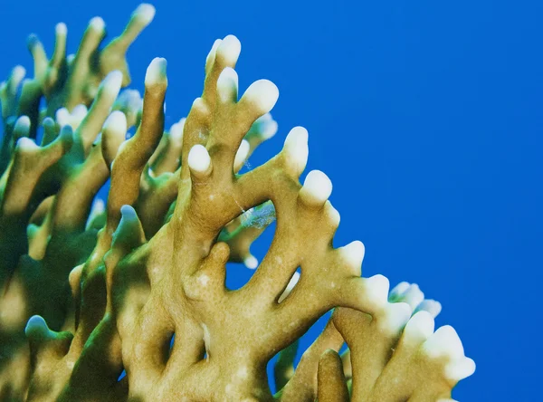 Coral de fogo em um recife de coral — Fotografia de Stock