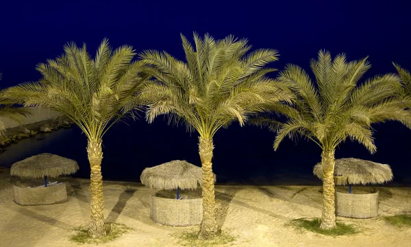 Пальмы на пляже ночью — стоковое фото