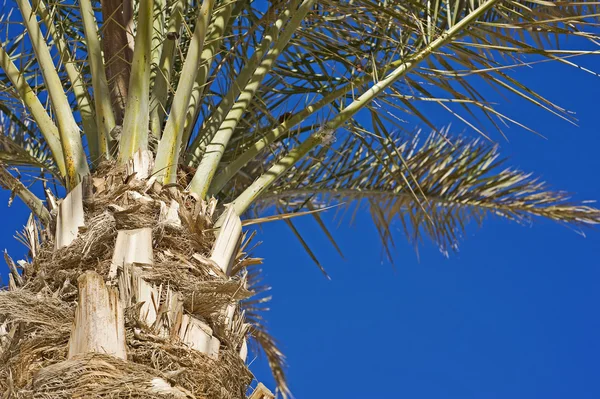 Mavi gökyüzü arkaplanındaki palmiye ağacı — Stok fotoğraf
