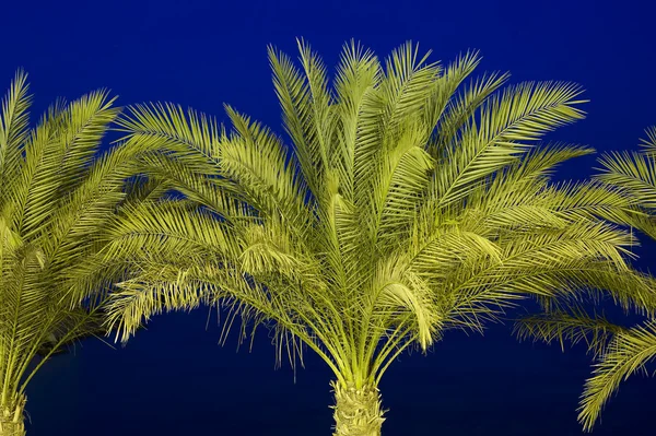 Palmträd mot en natthimmel — Stockfoto