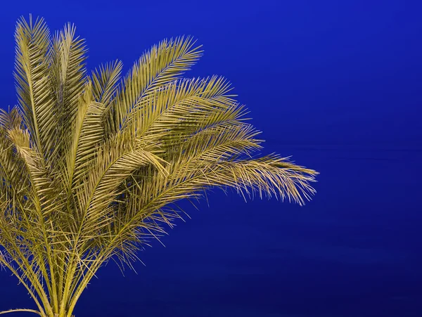 Пальма против ночного неба — стоковое фото