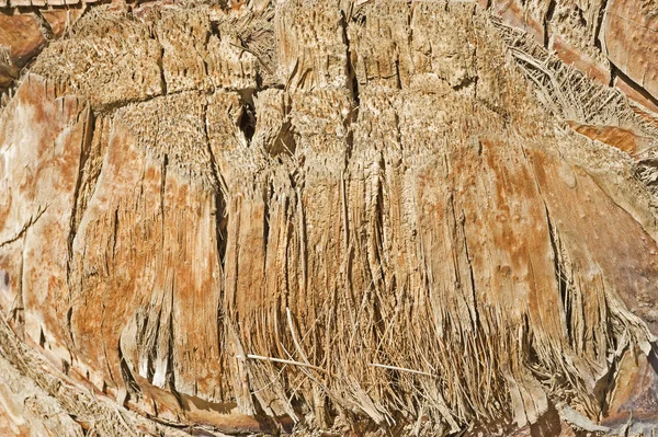 Bark detail of a palm tree — Stock Photo, Image