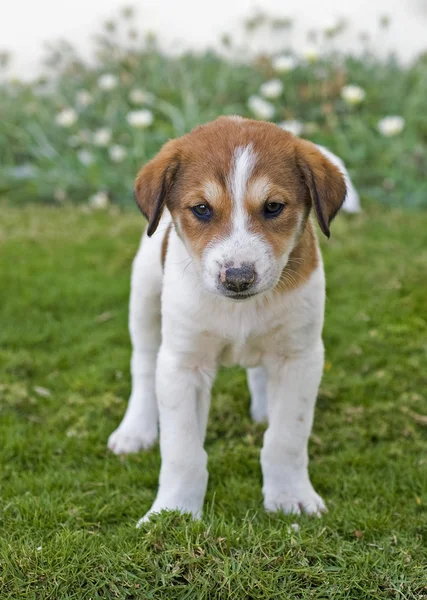 Beagle puppy in de tuin — Stockfoto