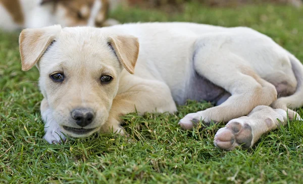Puppy in de tuin te leggen — Stockfoto