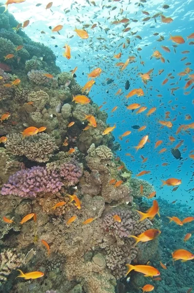 令人惊叹的珊瑚礁现场 — 图库照片