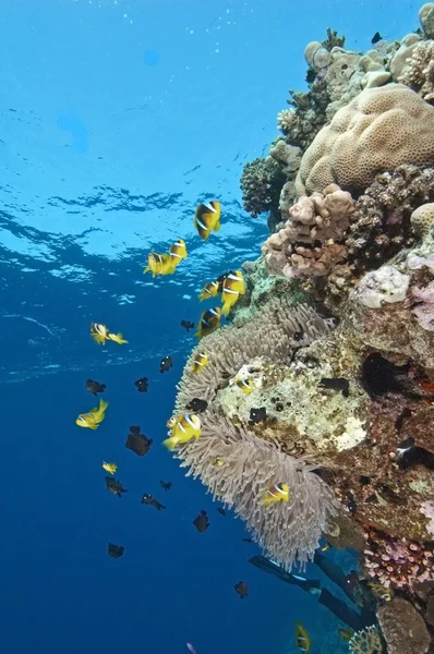 珊瑚礁墙上的小丑鱼 — 图库照片