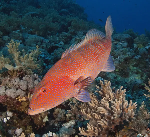 Coral grouper on a reef — Stock Photo, Image