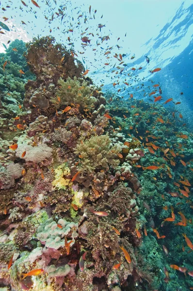 Nádherný korálový útes scéna — Stock fotografie