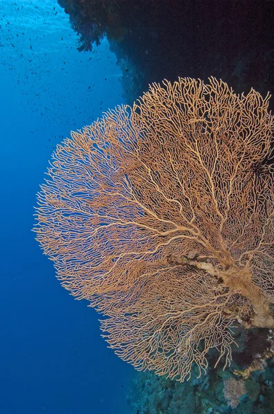 Hoornkoralen ventilator koraal op een muur — Stockfoto