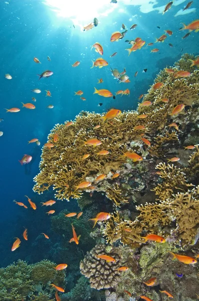 Потрясающая сцена с коралловым рифом — стоковое фото