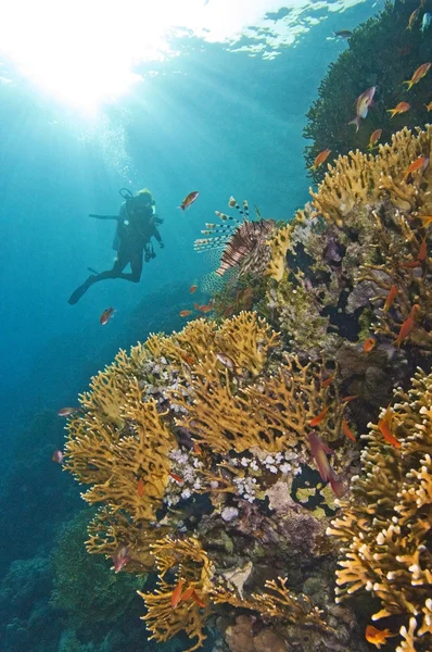 Потрясающая сцена с коралловым рифом — стоковое фото